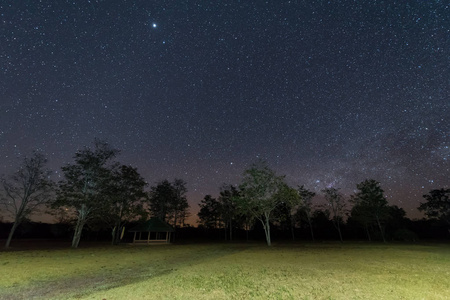 夜晚的天空与恒星与树