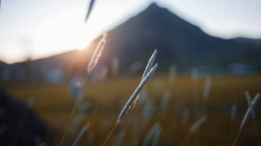 冰岛，草在前景中的焦点。美丽的风景