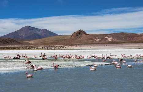詹姆斯和智利火烈鸟在 Hedionda 位于玻利维亚高原附近的乌尤尼盐平坦