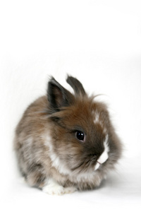毛绒绒的小兔子