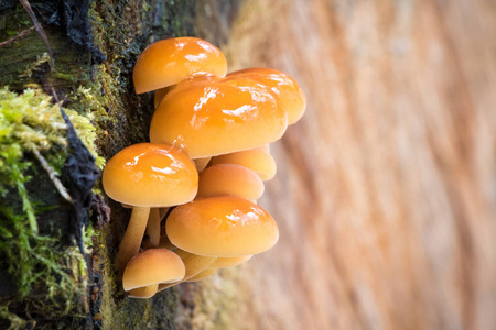 食用蘑菇与模糊背景称为 Enokitake