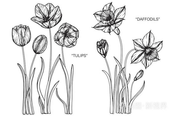 郁金香和水仙花花 黑白线条画素描插画 正版商用图片03uvse 摄图新视界 郁金香和水仙花花 黑白线条画素描插画 正版商用图片03uvse 摄图新视界