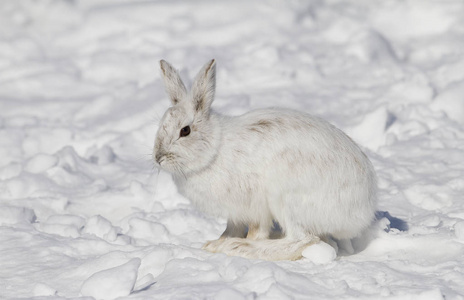 加拿大冬雪中的雪野兔 (兔木犀)照片