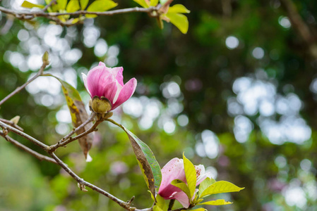 玉兰桃花树花, 合枝, 室外花园