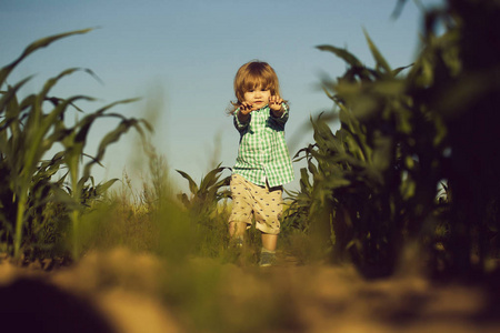 在绿色的原野的玉米或玉米的小男孩
