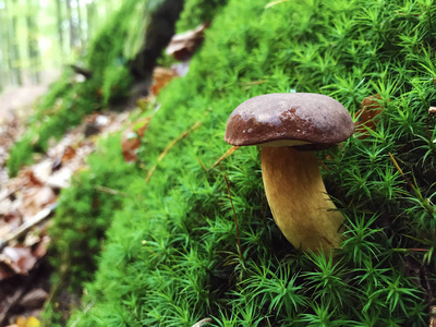 野生秋林中生长的孤独蘑菇