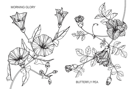 蝴蝶线条牵牛花和蝴蝶豌豆花.黑白线条画素描照片