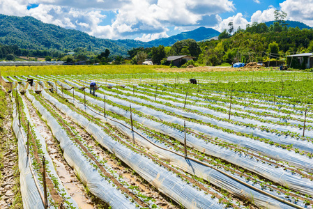 草莓种植用土的制备, 草莓田部分覆盖白羊毛, 农田上的农用羊毛, 与草莓植物的排, 在泰国清迈的水果生产