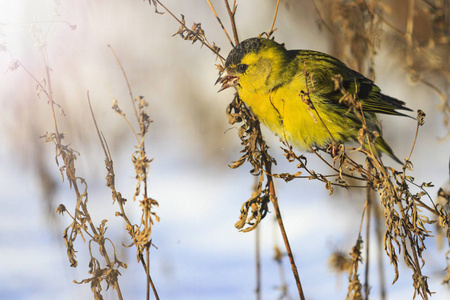 黄雀在后通过吃种子与阳光热点, 野生动物, 越冬鸟生存冬天