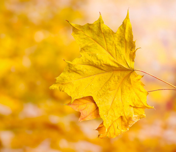 干燥秋天枫叶在黄色背景上