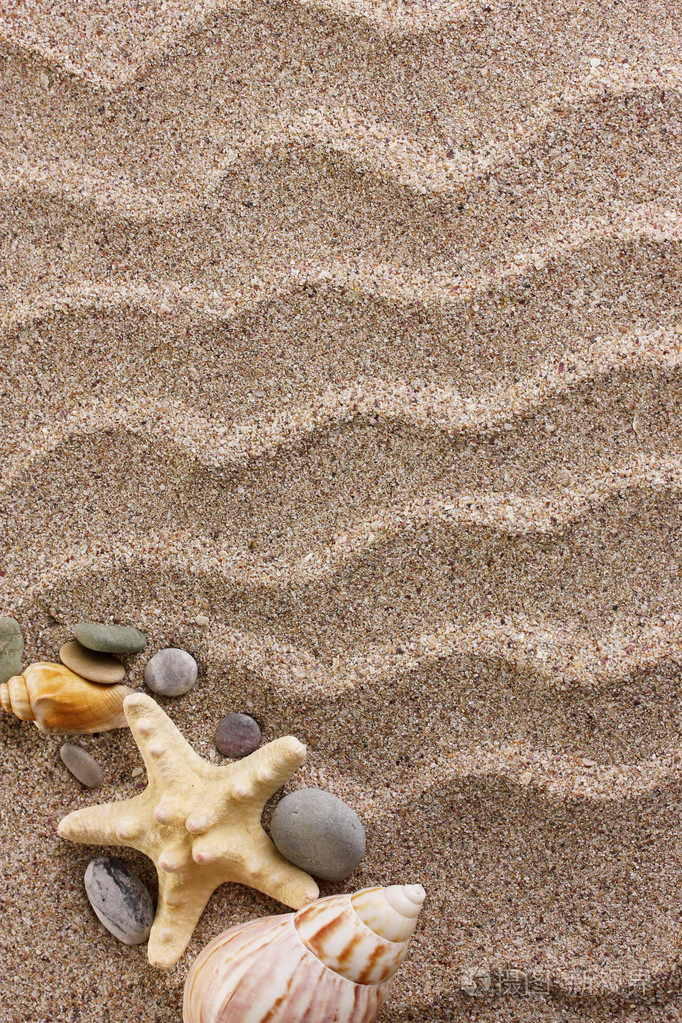 海滩上有很多贝壳和海星