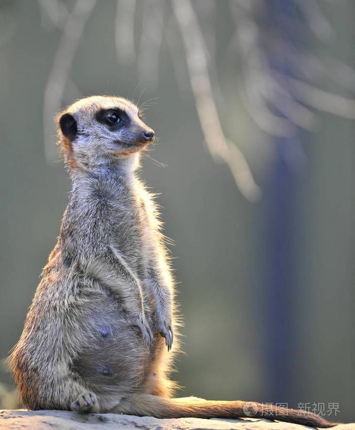 狐獴suricata动物站在户外
