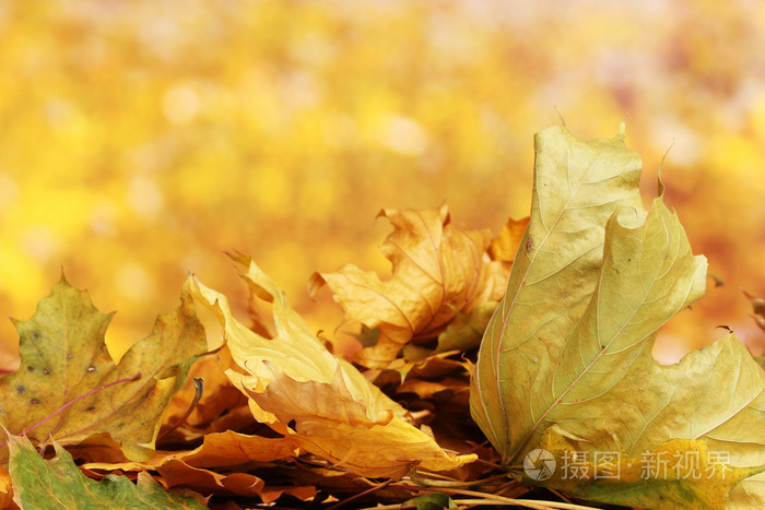 干燥秋天枫叶在黄色背景上