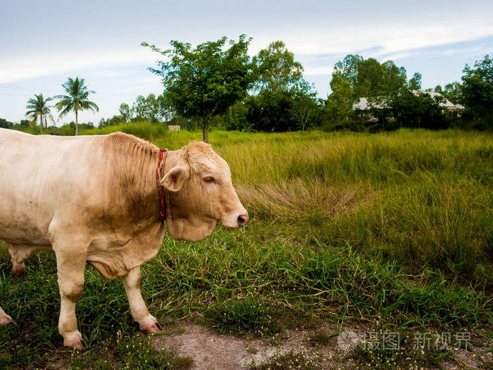 在绿色的田野，在泰国的牛