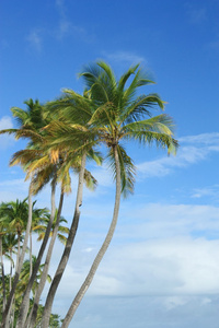 异国情调的椰子棕榈树在沙滩上