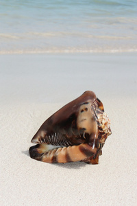异国风情贝壳在海滩上图片