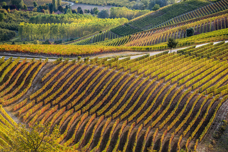 在意大利北部秋季全 langhe 地区葡萄园