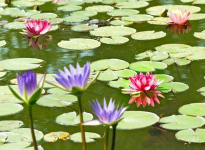 莲花在水面上