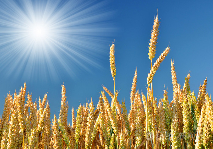 黄金麦穗