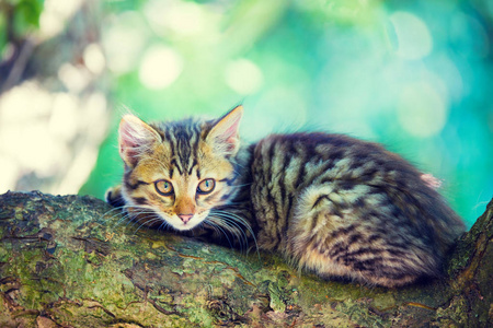 可爱的小猫躺在花园的树枝上
