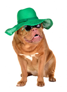 迷人小姐狗戴着绿色的秸秆帽子和太阳眼镜