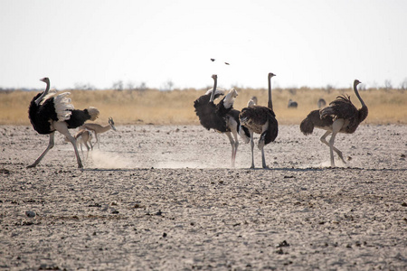 美丽的普通鸵鸟, 野生动物在 Etosha Natioal 公园, 纳米比亚非洲