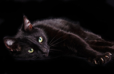 只显示它的爪子躺在黑色背景上的黑猫