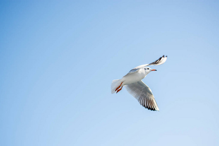 单海鸥飞翔在蓝色天空