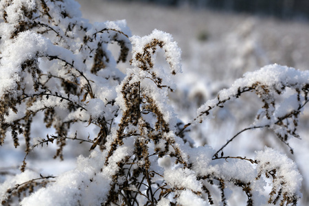 雪盖分支的详细信息