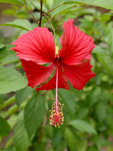 红芙蓉花图片