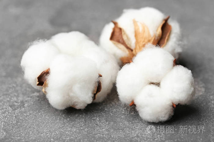 棉花花在灰色的背景上