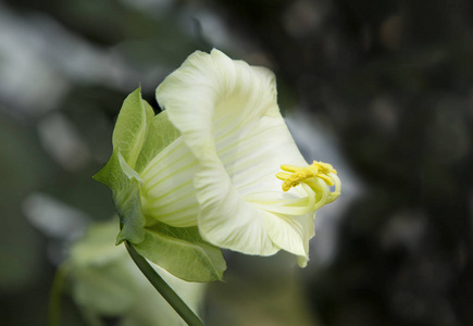 亚热带雨林攀缘植物的白色花朵.