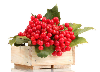 琼花在木盒上白色隔离的红色浆果