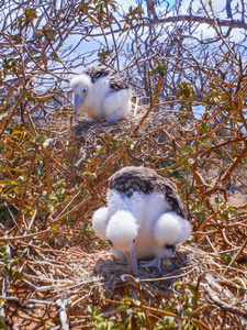 genovesa 岛上的两个年轻的 frigatebirds fregata 未成年人 galapago