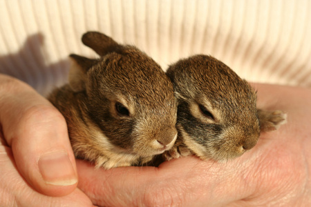 一双皮兔宝宝休息在人类手中