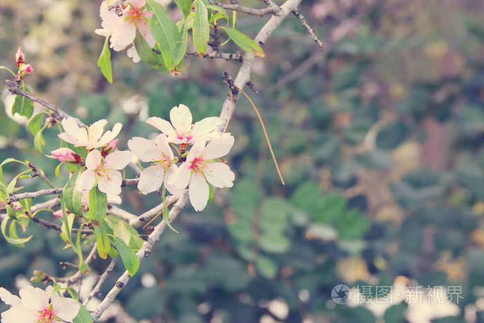 春天白色的樱花树的背景。选择性的焦点