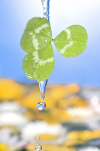 水珠花图片