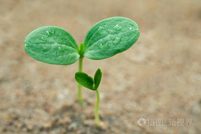 西瓜芽的关闭