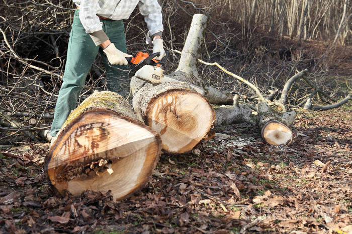 伐木工人在秋季使用电锯切割大树