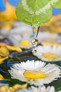 水珠花图片