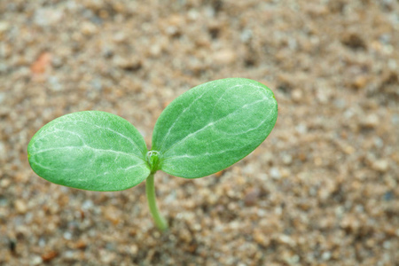 台关于西瓜生长从白底绿叶西瓜幼苗的剪影西瓜植株的生命周期.