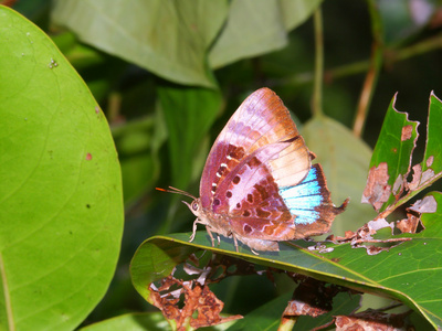 在昆士兰州热带雨林蝴蝶