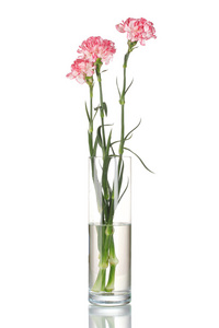 美丽的康乃馨透明花瓶上白色隔离