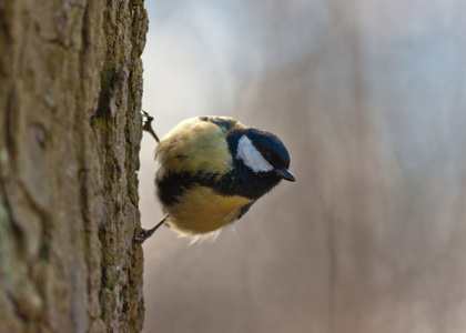 树干上 titmouse