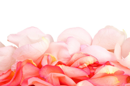 白色上隔绝的美丽粉红玫瑰花瓣