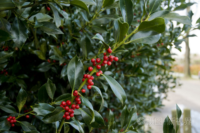 小小的绿色带叶树果实