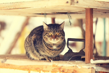 夏天, 猫躺在院子里的户外。放松猫