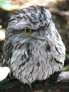 黄鱼 frogmouth