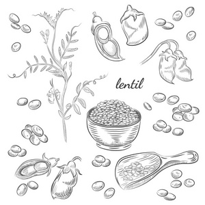 扁豆植物手绘插图图片