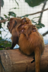 狮狨猴猴抱着婴儿的几个星期